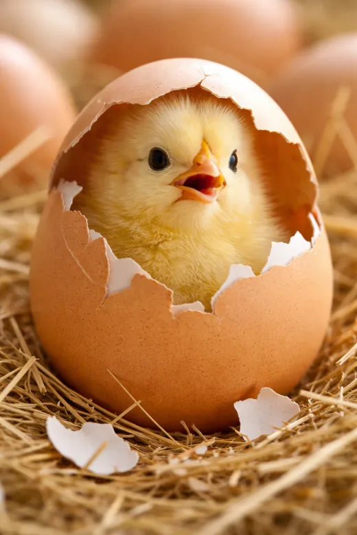 [TEST] Test náhledů u aukce [TEST]